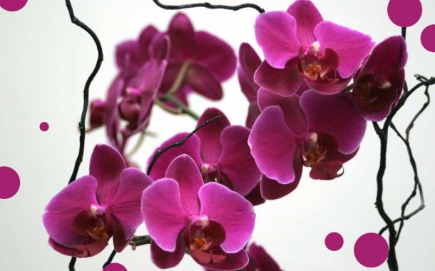 Międzynarodowa Wystawa Orchidei