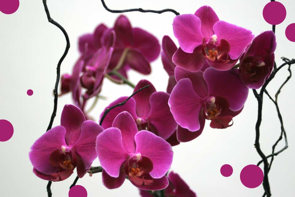Międzynarodowa Wystawa Orchidei