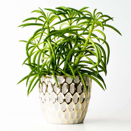 Rosliny-przyjazne-zwierzetom-peperomia-