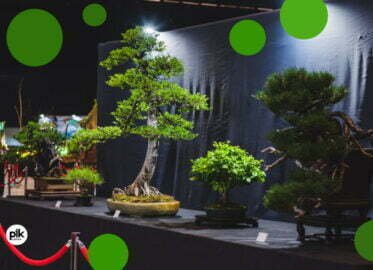 Światowa Wystawa Orchidei, Bonsai i Sukulentów
